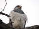 avistamiento de aves programas destinados a personas con intereses por