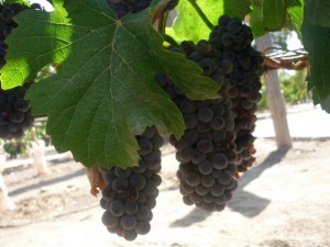 Cristobal Barrientos  Turismo en Chile en Santiago |  Ask me travel, Tours nieve & vino