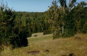  Turismo en Chile en Puerto Montt |  Se Vende Campo (1.7 Ha), El terreno tiene una plantaci&oacute;n de eucaliptus de aproximadamente 3.5 a&ntilde;os