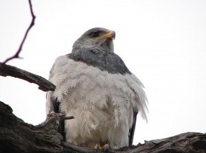 Rodolfo Diaz Miranda Turismo en Chile en Punta Arenas |  Avistamientos de aves en el cono sur la patagonia chilena viva la , Magia de observar fauna y flora servicio privado con guia aqui
