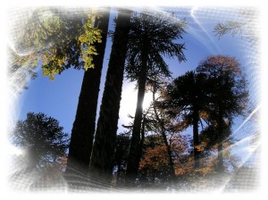 Claudio Tejos Castro Turismo en Chile en Temuco |  Naturaleza Viva en La Araucania, Kutralco Expediciones