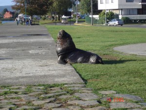 TURISMO LOS RIOS Turismo en Chile en Valdivia |  TOUR  VALDIVIA Y ZONA COSTERA, CIUDAD DE VALDIVIA, PARQUE ONCOL, NIEBLA, CURI&Ntilde;ANCO, 