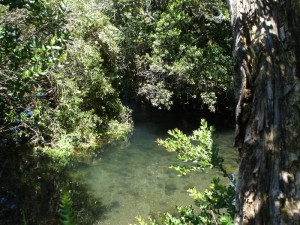 felipe chacon Turismo en Chile en Puerto Varas |  PARQUE CHUCAO ENCANTADO, BOSQUE NATIVO