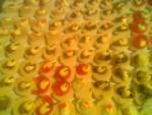 maria Turismo en Chile en Santiago |  canape empanaditas sra maria 086612223, tapaditos mini pizzas brochetas todo para su fiesta calidad variedad