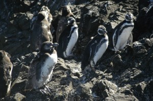 carlos maldonado nenen Turismo en Chile en Ancud |  pinguineras de pu&ntilde;ihuil, tour pinguineras de pu&ntilde;ihuil