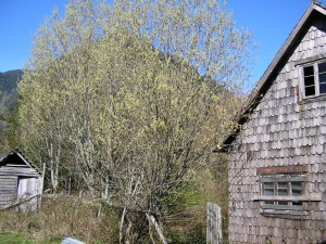 WALDEMAR PLAZA Turismo en Chile en Puerto Varas |  EN RALUN SECTOR COCHANO 150 HÁS A LA VENTA PARA CAMPO AVENTURA, A UNA HORA DESDE PTO.VARAS VISTA ESTUARIO DE RELONCAVI MUCHO BOSQUE NATIVO