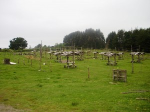 tristan Turismo en Chile en Frutillar |  NUEVO CAMPING LA GRUTA EL CAMPING DE FRUTILLAR un lugar para no olvidar    , camping  LA GRUTA  frutillar decima region  de los lagos