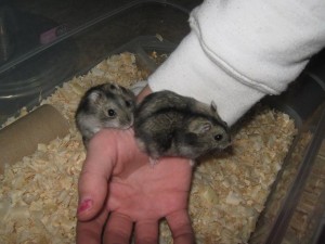 cristina Turismo en Chile en Puente Alto |  Vendo una pareja de hamsters 6.000, Vendo una pareja de hamsters