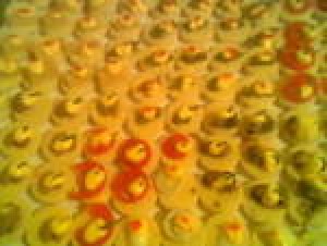 maria Turismo en Chile en Santiago |  canape empanaditas pastelitos todo para su fiesta calidad 086612223, brochetas mini pizzas tapaditos todo para su fiesta calidad variedad