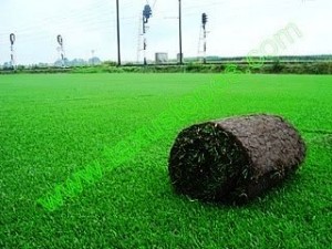 TEPECENTER Turismo en Chile en Las Condes |  Taxustepes/Tepecenter .Sedum en mantas o tepes o  zacate y c&eacute;sped o pasto , Venta de c&eacute;sped natural en  rollo, zacate,  pasto, tepe en rollos y sedum 