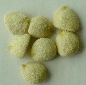 paola Turismo en Chile en Santiago |  NUEZ DE LA INDIA 100% NATURAL $13.000 ADELGACE SIN DIETA, 100% natural realmente efectiva