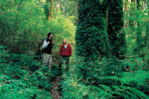 Lagos Andinos Turismo en Chile en Puerto Montt |  Tour Alerce andino National Park, Alerce Andino