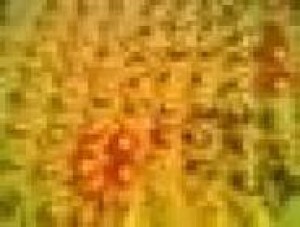 maria Turismo en Chile en Santiago |  canape empanaditas pastelitos eventos garzones domicilio 086612223, brochetas pastelitos pinchos alitas de pollo todo para su evento calidad