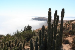 Rene Turismo en Chile en &Ntilde;u&ntilde;oa |  safaris fotograficos, fotografiar la naturaleza