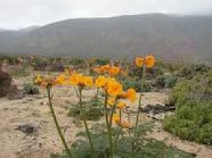 rene soto Turismo en Chile en Macul |  Desierto Florido, Huasco-Llanos de Challe