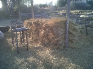 luis Turismo en Chile en Algarrobo |  vendo junquillo para hacer escobas, junquillo